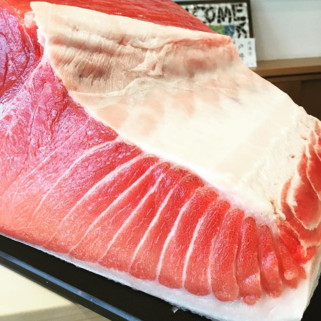 房州勝浦86kg本鮪
